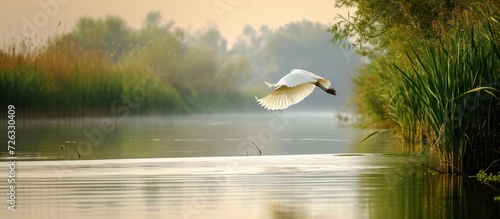 A diverse ecosystem with a white bird flying above calm waters in the Danube Delta highlights its unique conservation efforts. photo