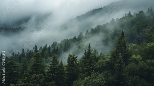 Beautiful cloudy foggy forest in mountain.