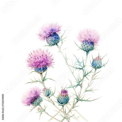 soft watercolor thistles flowers isolated