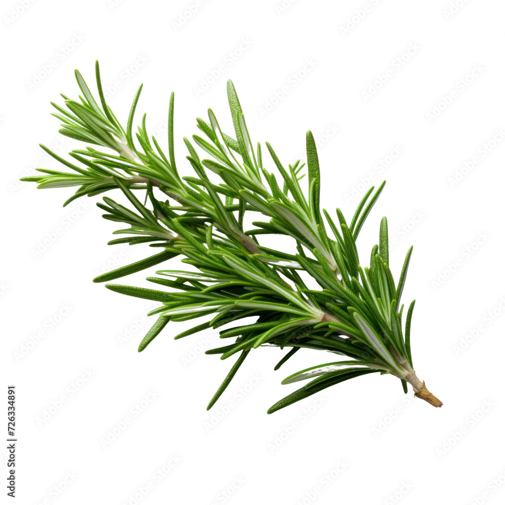 rosemary on transparent background rosemary on transparent background