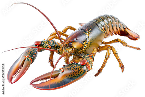 Close up of Beautiful Australian Lobsters isolated on tansparent background