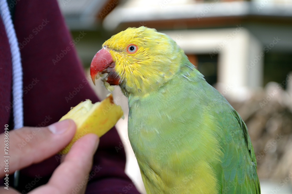 Obraz premium The olive-headed lorikeet (Trichoglossus euteles), also called the perfect lorikeet. Parrot is eating a slice of apple from human hand