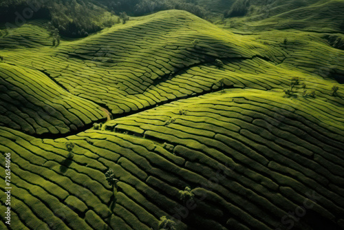 Fresh Green Tea Plantation in the Beautiful Malaysian Countryside