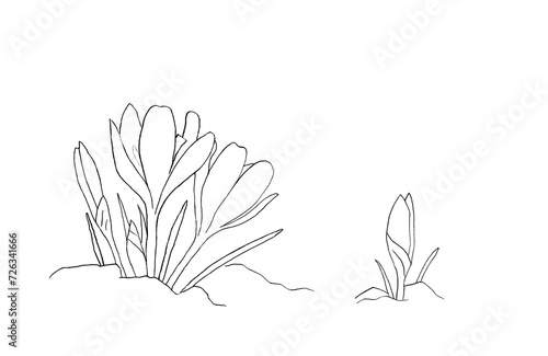 Hand-drawn flowers crocuses in snow on white background. Art illustration black and white pencil drawing. Contour pencil drawing.