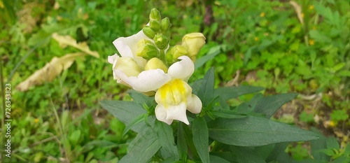 White Snapdragon Flowers Blooming on Green Leaves Background in the Garden #726343823