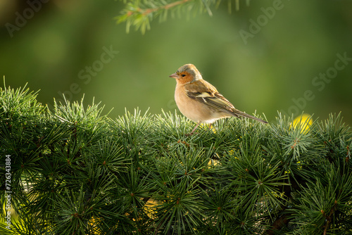 Male Eurasian chaffinch or common chaffinch or simply chaffinch (Fringilla coelebs) perched on a branch of an evergreen tree. Beautiful small colorful bird. © Marco