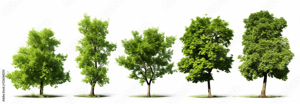 Fototapeta premium Four lush green trees isolated on white background for environmental concepts