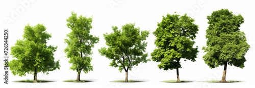 Four lush green trees isolated on white background for environmental concepts