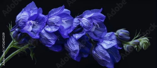 Aconitum species, part of the Ranunculaceae family, are highly toxic plants due to the presence of the deadly alkaloid pseudaconitine. photo