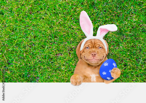 Smiling Mastiff puppy wearing easter rabbits ears holds big painted Easter egg and lies on its back on summer green grass above empty white banner.  Empty space for text