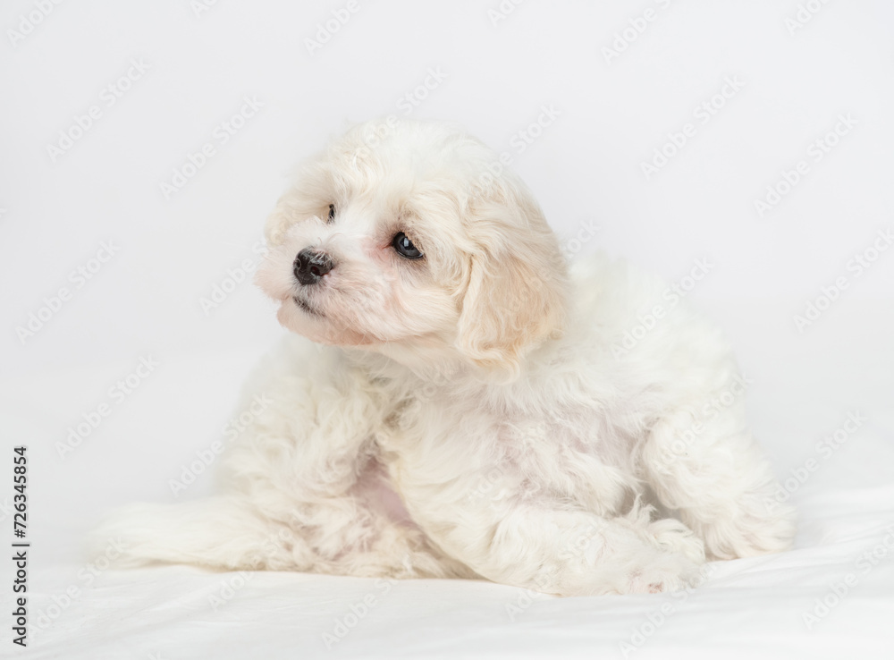 Lapdog puppy scratching itself on a bed at home Lapdog puppy scratching itself on a bed at home