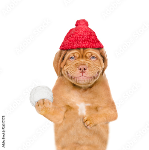 Smiling mastiff puppy wearing warm winter knitted woolen hat with pompon and knitted scarf  holds snowball. Isolated on white background