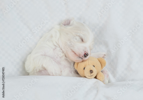 Cute white Lapdog puppies sleeps with toy bear under warm blanket on a bed at home. Top down view