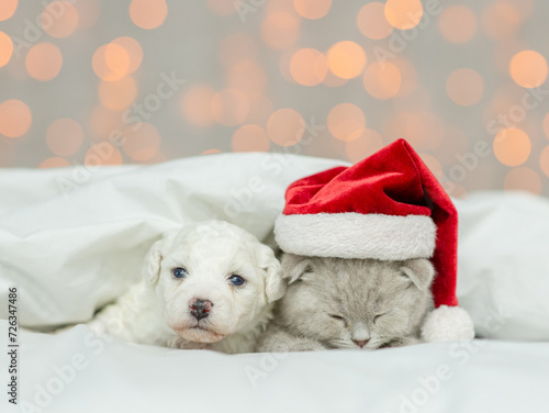 Cute kitten  wearing red santa hat lying with tiny Lapdog puppy under white warm blanket on a bed at home