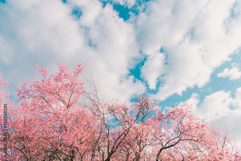 Blue sky and white clouds with Cherry blossoms on foreground, View from the ground, Sakura flowers of Japan in spring time begin to bloom from March to April, which is tourist season, Travel concept. Blue sky and white clouds with Cherry blossoms on foreground, View from the ground, Sakura flowers of Japan in spring time begin to bloom from March to April, which is tourist season, Travel concept.