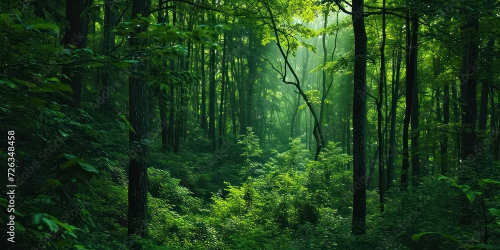 Fototapeta premium Lush Green Forest With Abundant Trees