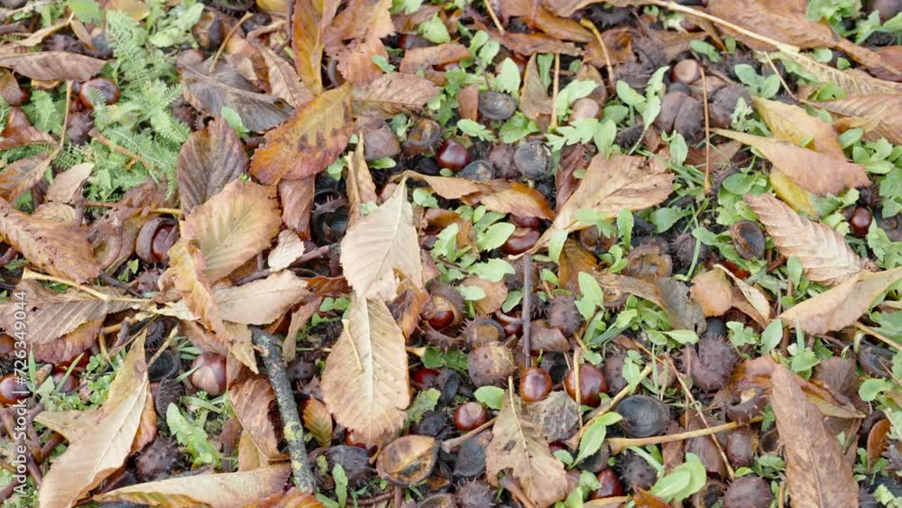 Close up view of brown chestnuts and colorful autumn leaves scattered across a forest floor depicting the essence of fall Close up view of brown chestnuts and colorful autumn leaves scattered across a forest floor depicting the essence of fall
