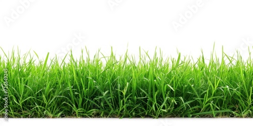 Row of Green Grass on White Background