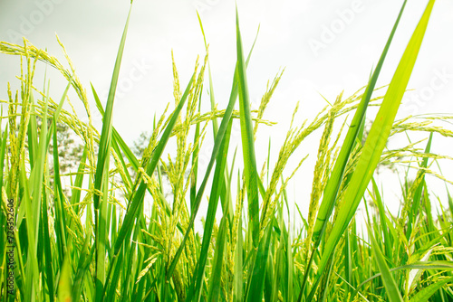 green rice isolated on transparent background