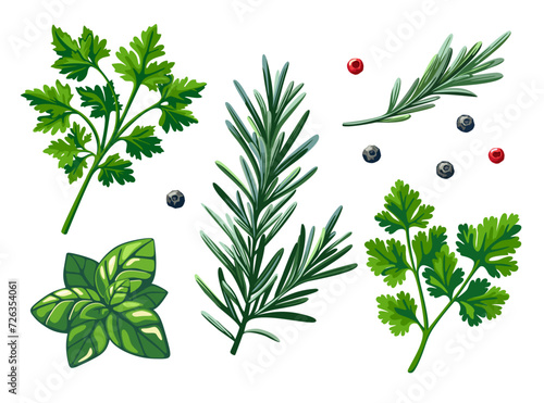 Set of spices and spicy herbs with basil, rosemary, parsley and cilantro isolated on white background. Vector illustration in eps 10. Suitable for menu, recipe and cookbook 