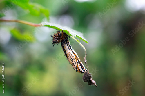 Photo of a beautiful cocoon under the leaves
