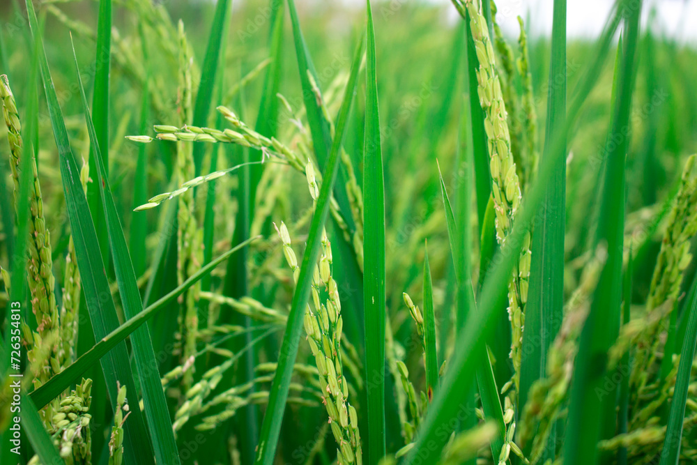 Close up view of thai green rice seeds inside in rice field Close up view of thai green rice seeds inside in rice field