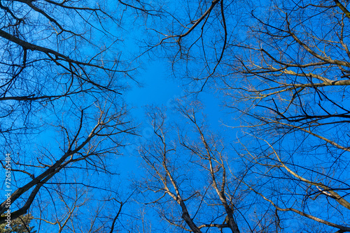 blue sky among the branches of the trees