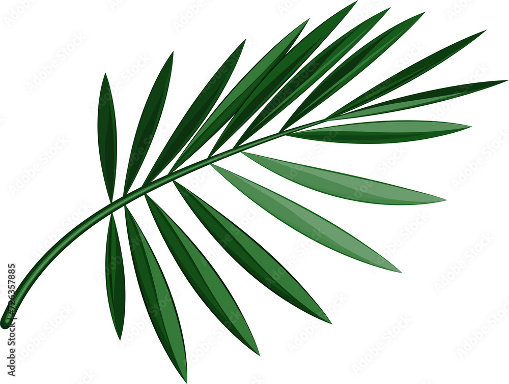 palm leaves for the site, poster. on transparent, png. Summer jungle plant. Tropic branch. beach . Tropic vacation palm leaves for the site, poster. on transparent, png. Summer jungle plant. Tropic branch. beach . Tropic vacation