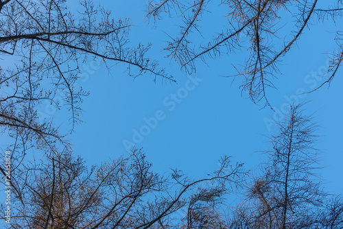 Blue clear sky with branches of coniferous trees on a sunny day. View from bottom to top. Natural background sky above the forest