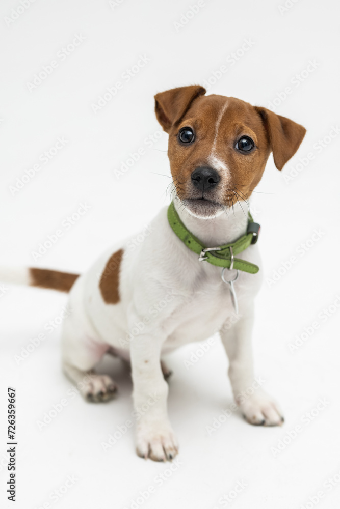 Jack Russell Terrier, isolated on white background