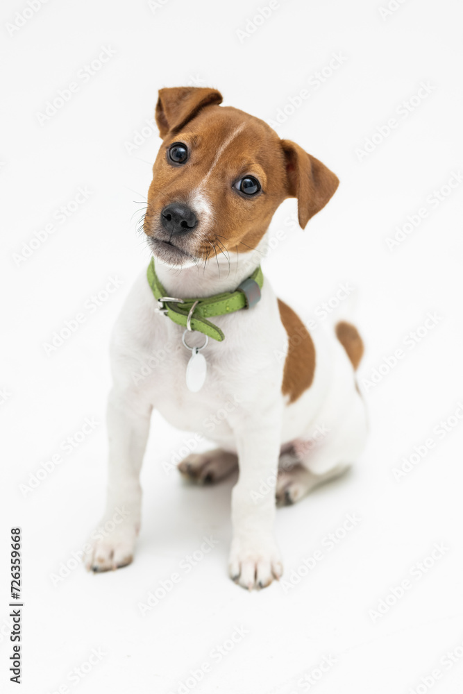 Puppy Jack russel terrier dog two months old, isolated on white