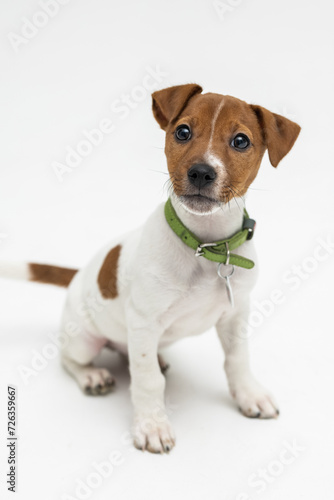 Jack Russell Terrier, isolated on white background © F8  \ Suport Ukraine