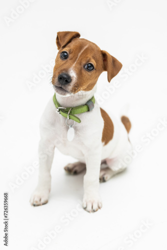 Puppy Jack russel terrier dog two months old, isolated on white © F8  \ Suport Ukraine