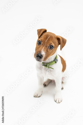 Jack Russel terrier puppy dog on white background © F8  \ Suport Ukraine