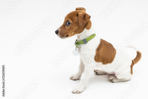 Cute two months old Jack Russel terrier puppy with folded ears isolated on white background.