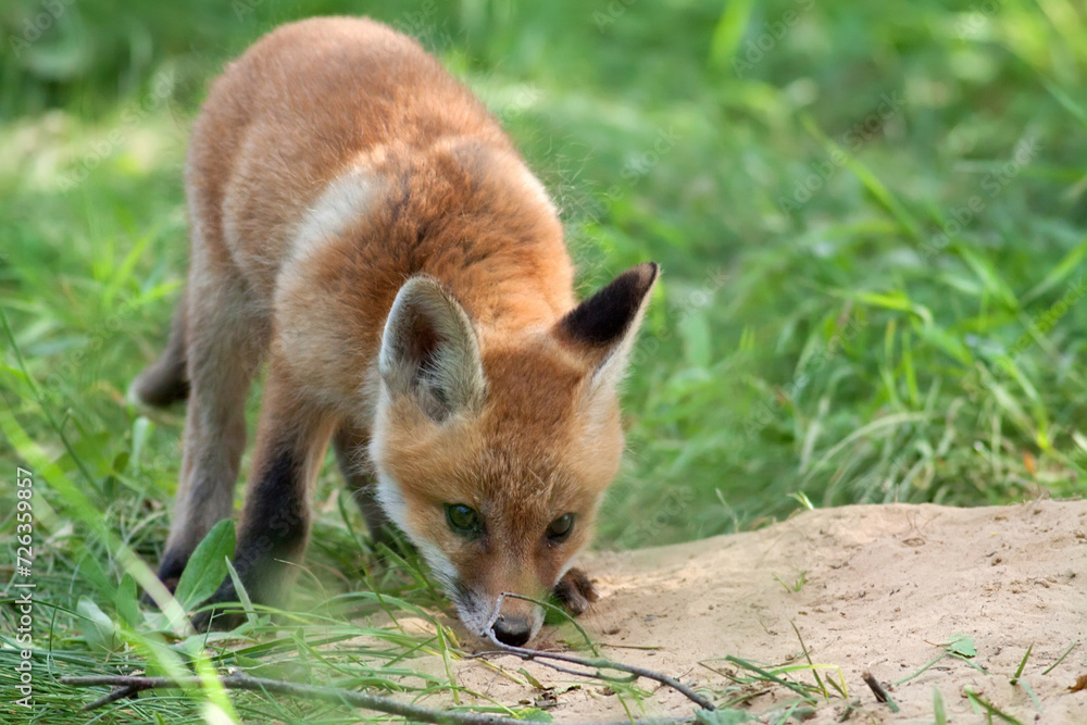 Fototapeta premium Young red fox in the wild