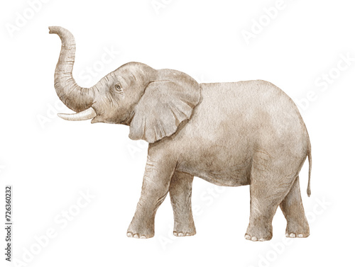 Watercolor realistic elephant with trunk up, side view, isolated on white background.