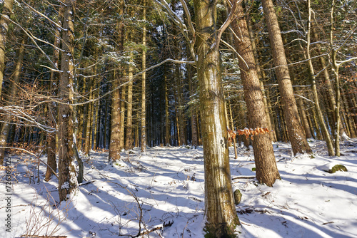 forest in winter
