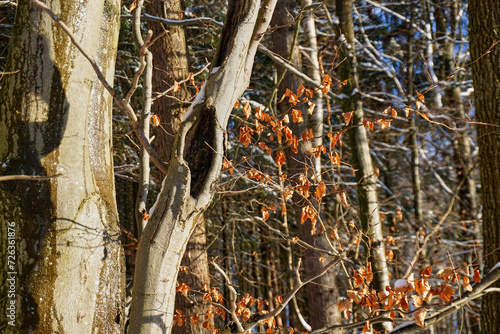 tree in autumn