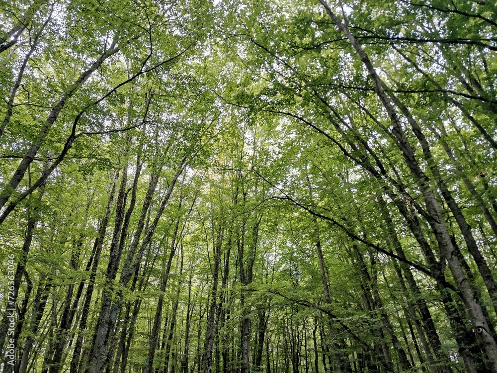 Fototapeta premium Scenic view of dense green trees in a forest