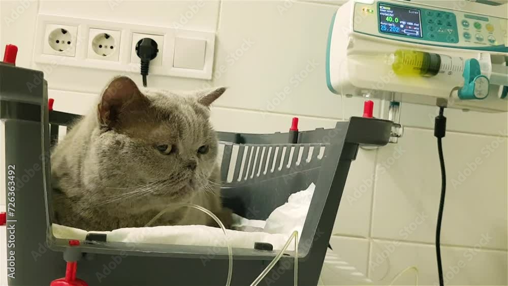 Sick cat on a iv drip in veterinary clinic. Cat iv fluid therapy. Cat