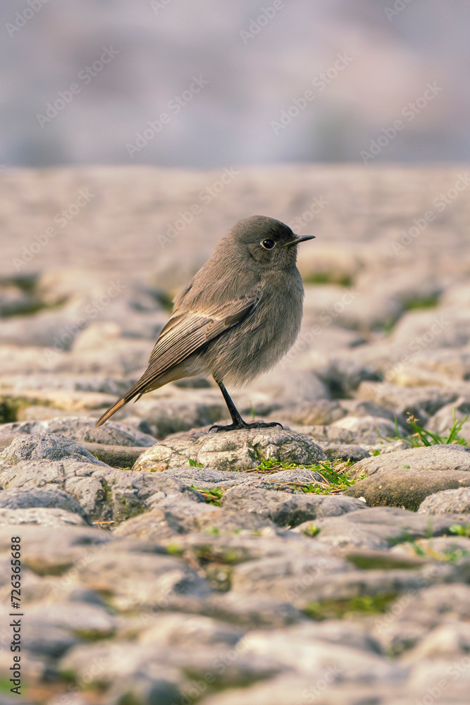 Female black redstart (Phoenicurus ochruros) perched on a stone. Small passerine bird on the ground.