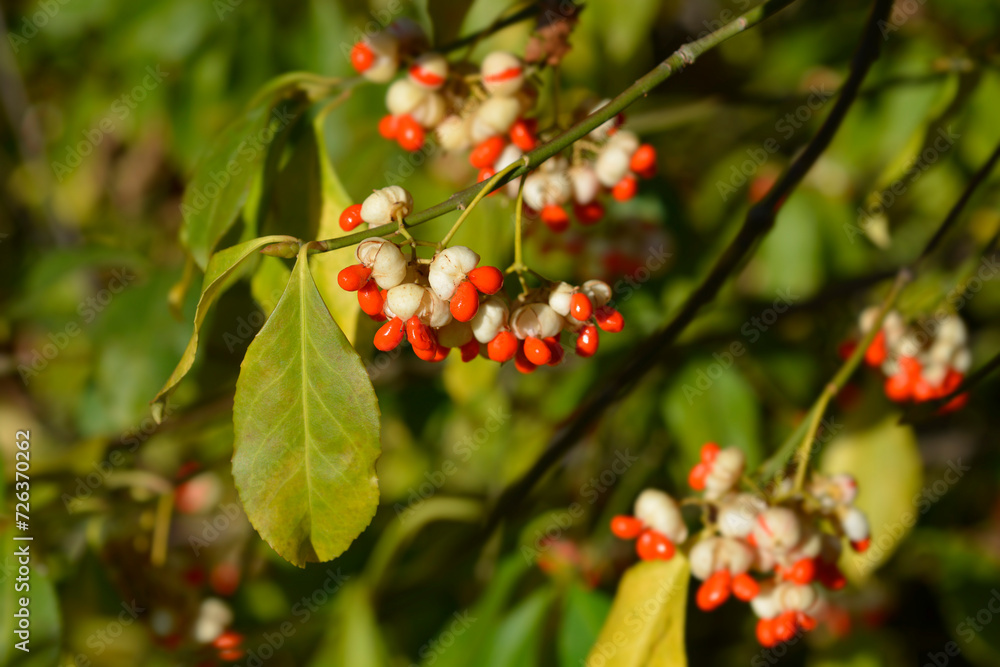 White spindle seeds