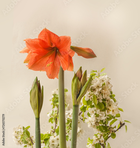 Blooming  Amaryllis ( Hippeastrum)  