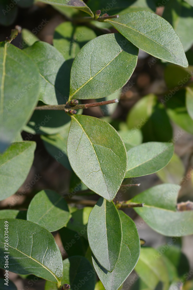 Oval-leaved privet leaves Oval-leaved privet leaves