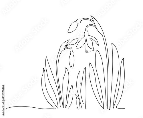 Art line drawing   galanthus or snowdrop, illustration by one line.