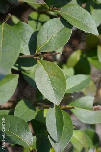 Oval-leaved privet leaves