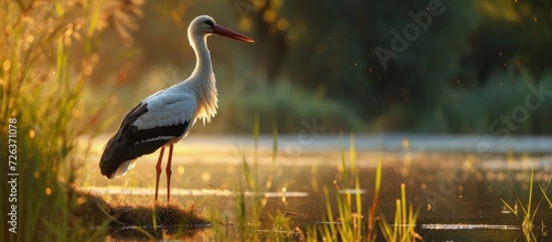 European stork, Ciconia, in its natural habitat, bathed in evening sunshine.
