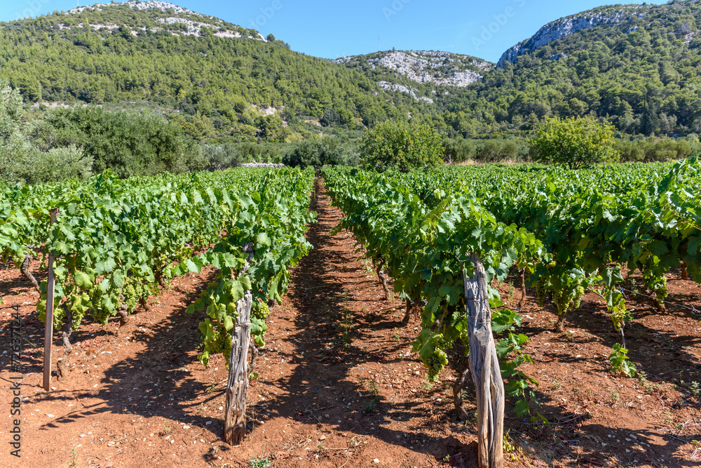 Vineyard growing on red soil near Cara village on island of Korcula in adriatic sea, Croatia