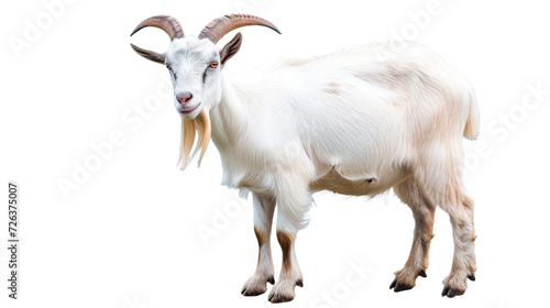 goat on transparent background